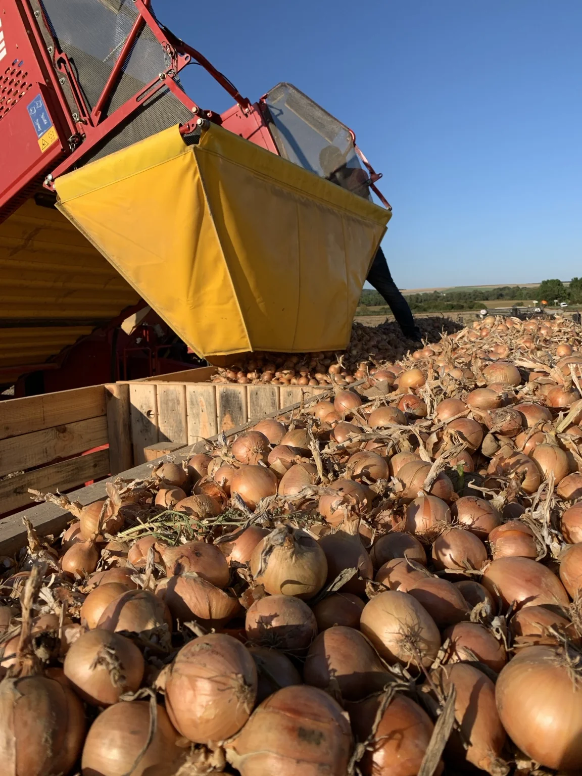 Récolte d’oignons jaunes à la ferme